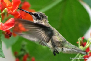 Humingbird
