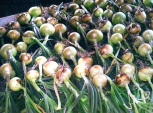 Onion crop