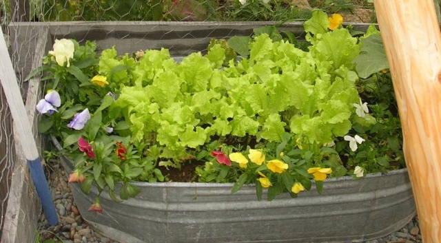 Tub of Lettuce