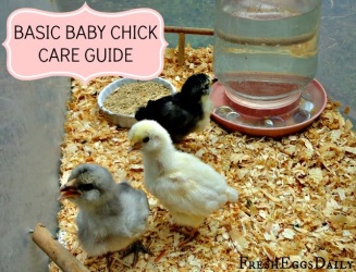 baby chick care guide fresh eggs daily