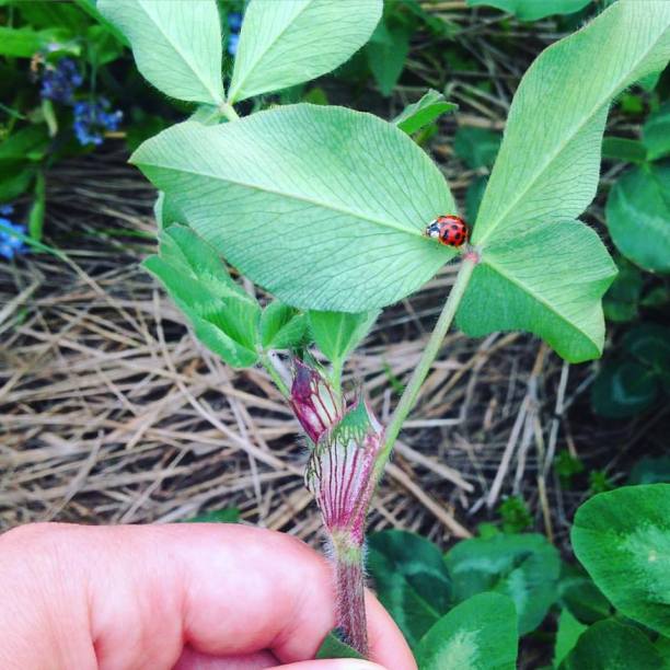 Honest To Goodness Ladybug