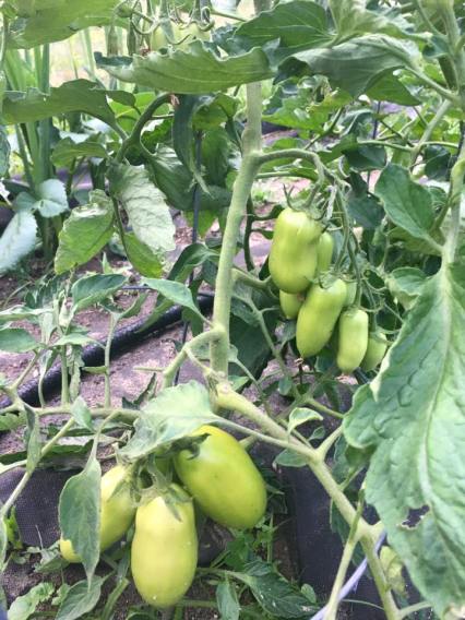 Golden Seeds Tomato success