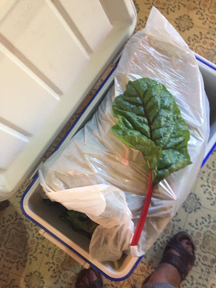Overflowing cooler full of swiss chard