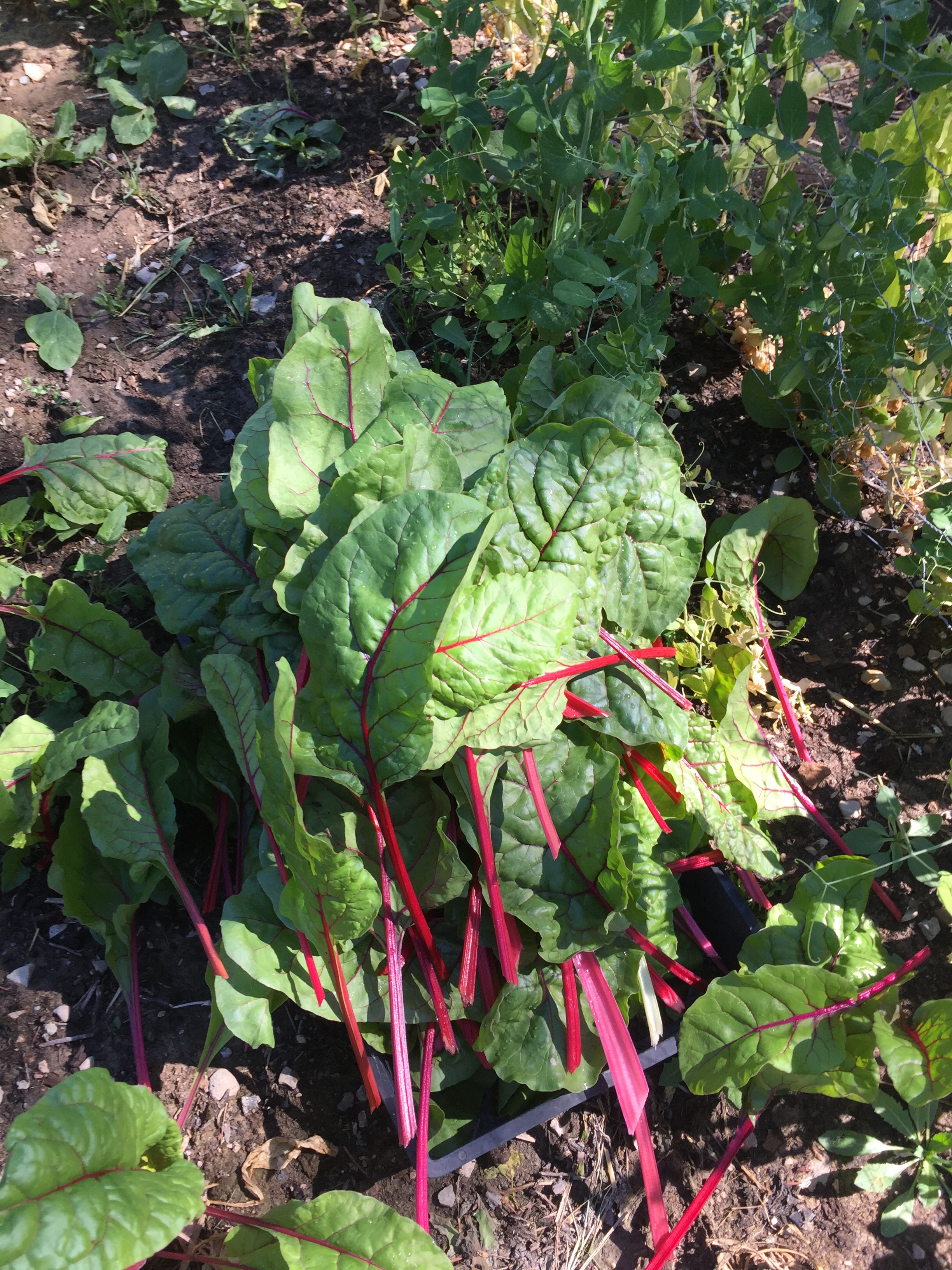Pile of Swiss Chard for market