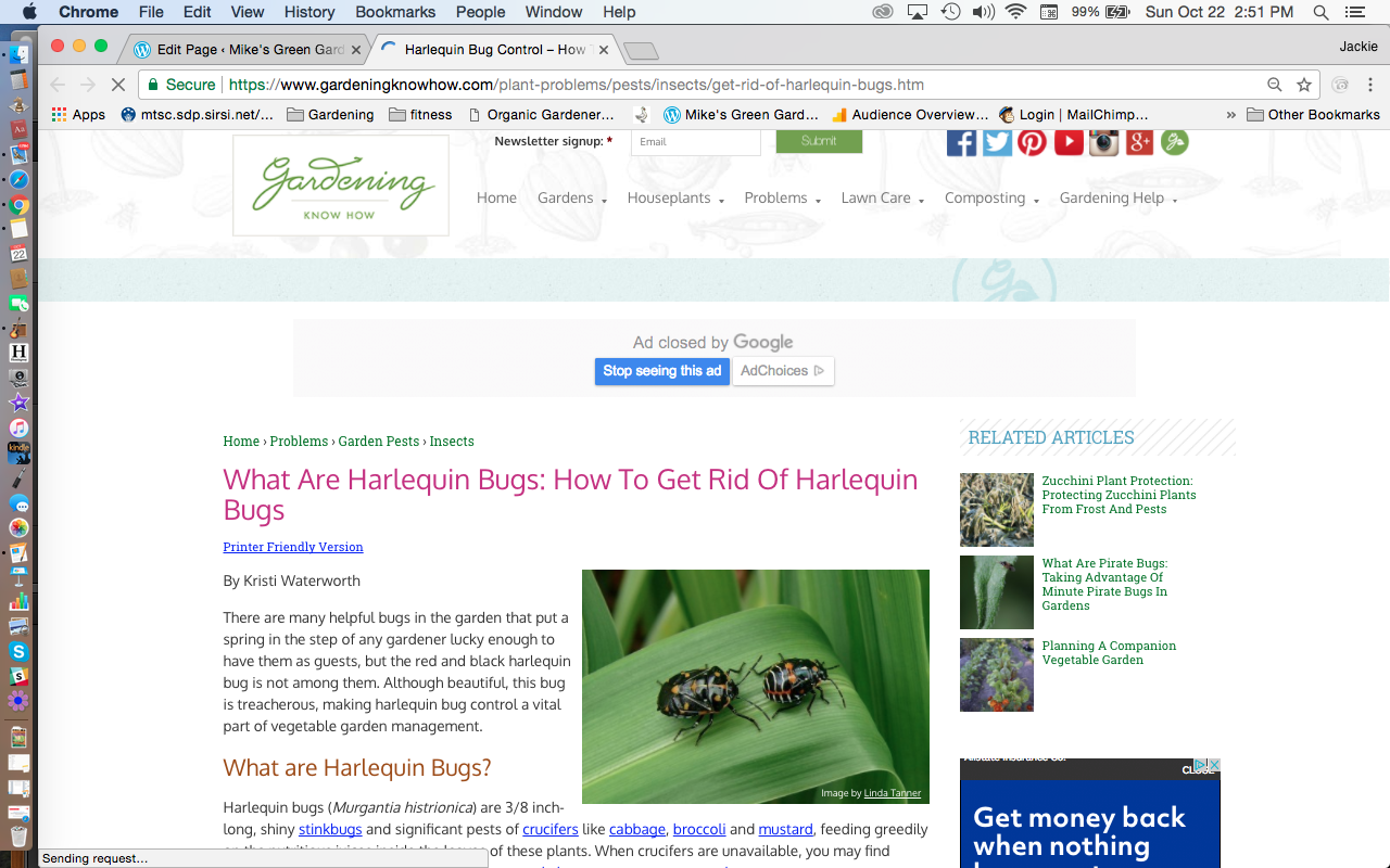 What Are Harlequin Bugs Gardening Know How Website