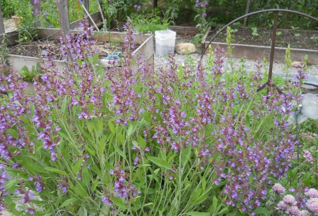 Blooming Sage Plant in Mike's Green Garden