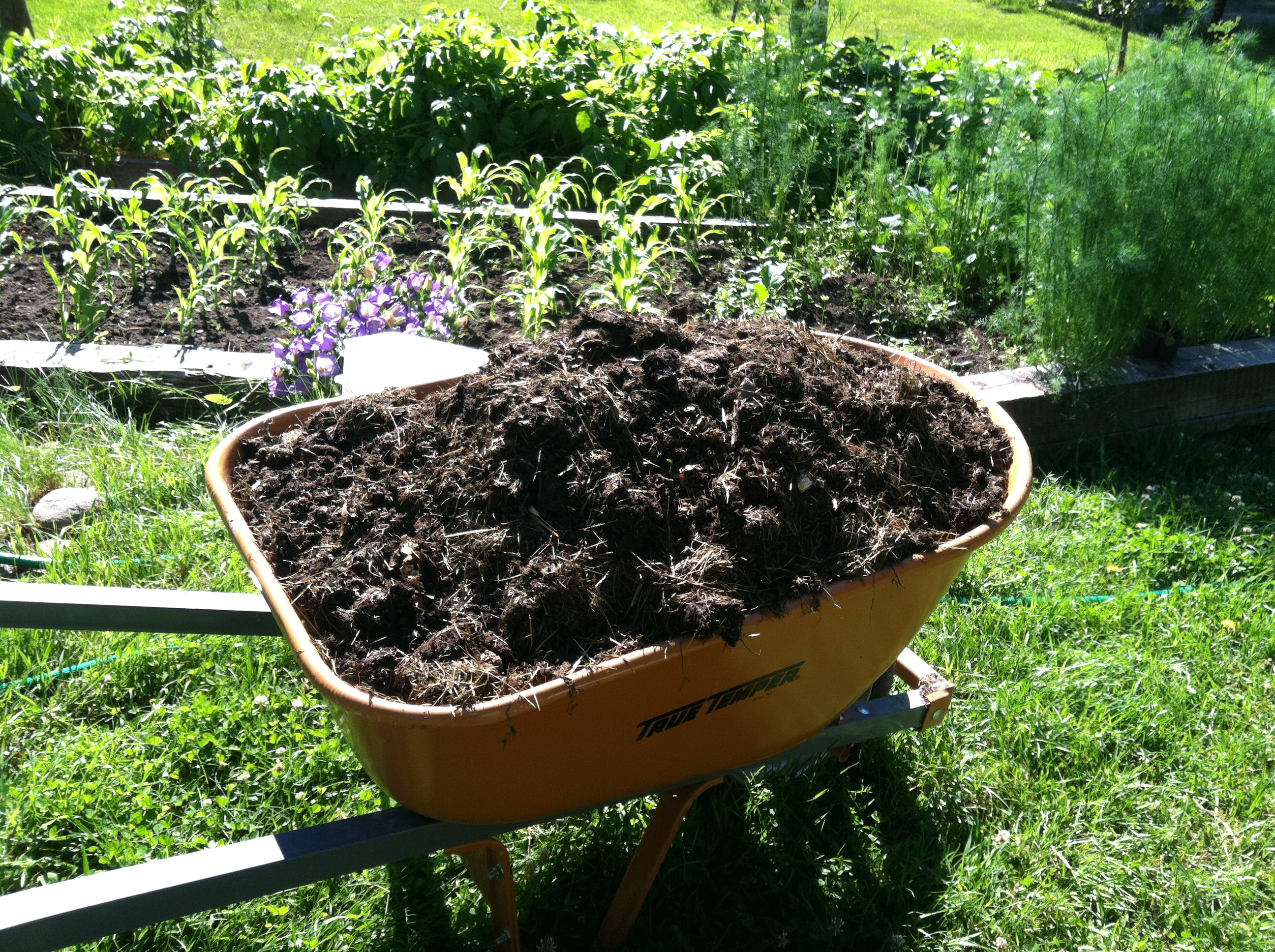 wheelbarrow garden tool