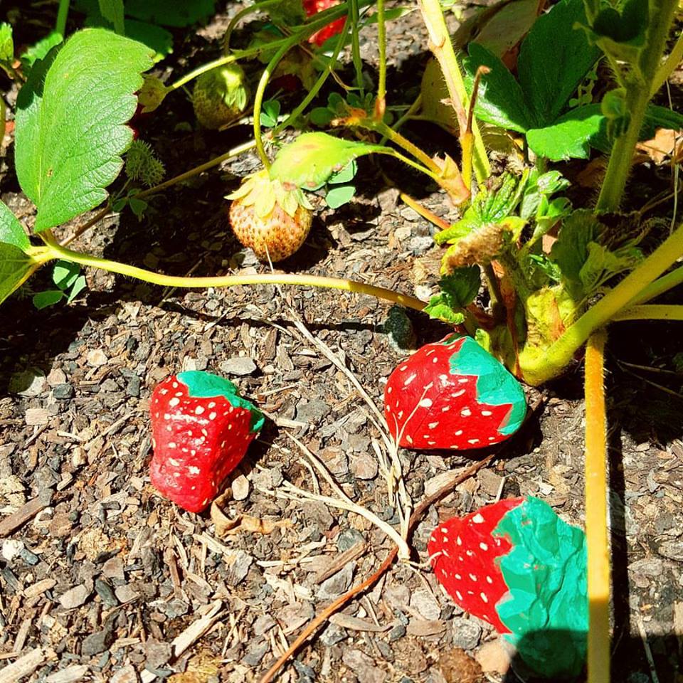 strawberryrocks.jpg