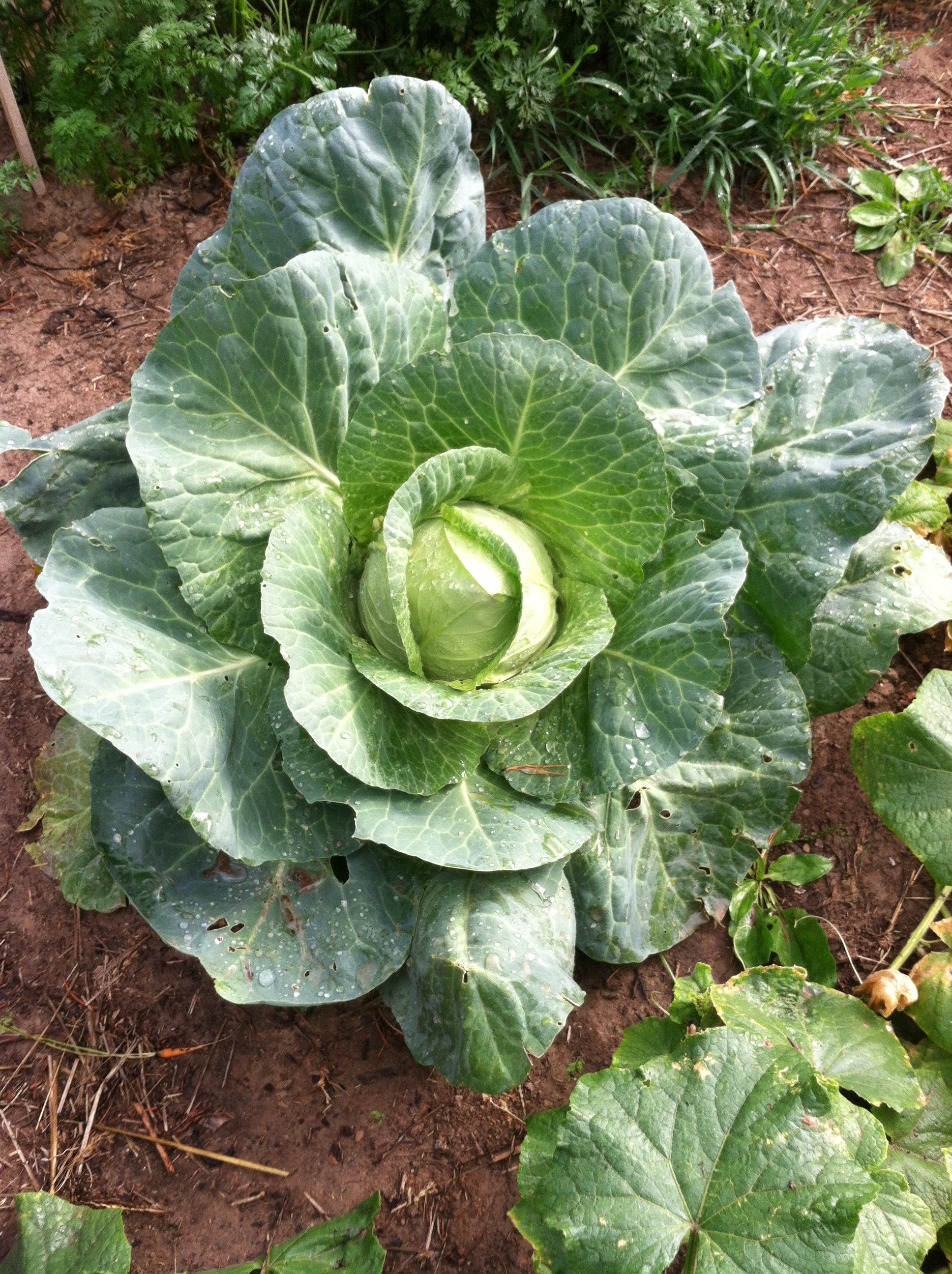 cabbage2015