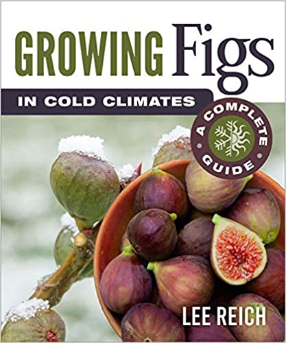 Growing Figs in Cold Climates- A Complete Guide